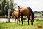 Chique dressuurveulens, Dressuurpaard, 0 tot 2 jaar, Onbeleerd, Meerdere dieren