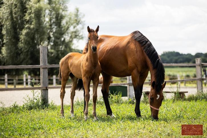 Chique dressuurveulens, Dieren en Toebehoren, Paarden, Meerdere dieren, Onbeleerd, 0 tot 2 jaar, Dressuurpaard, Met stamboom, Gechipt