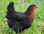 poulets harco noirs 100% poules à partir de 9 euros, Animaux & Accessoires, Femelle, Poule ou poulet