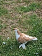 Lahore, Dieren en Toebehoren, Vogels | Duiven