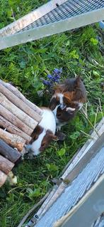Jeune Cobayes femelles, Dieren en Toebehoren, Vrouwelijk, Cavia