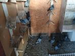 Reisduiven, Dieren en Toebehoren, Vogels | Duiven, Meerdere dieren, Postduif