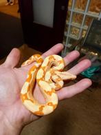 0.1 sunglow IMG 100%het anery, Dieren en Toebehoren