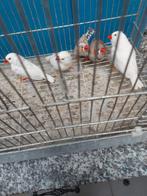 Zebravinken, Animaux & Accessoires, Oiseaux | Canaris, Mâle, Bâtard