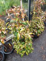 Eugenia myrtifolia in piramidevorm, Tuin en Terras, Ophalen