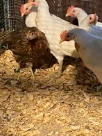 Gratis 2 witte hanen, Mannelijk, Kip