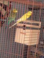 Koppel grasparkieten