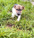Chiots Jack Russell, Animaux & Accessoires, Chiens | Jack Russell & Terriers, Chien (mâle), Belgique, Plusieurs, Jack Russel Terrier