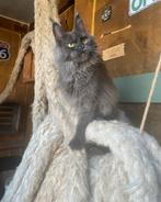 Maine coon, Dieren en Toebehoren, Poes, Gechipt, 0 tot 2 jaar