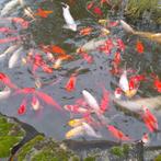 Verschillende groote, Dieren en Toebehoren, Vissen | Vijvervissen, Goudvis(sen)