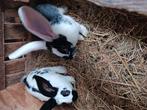 Vlinder xdeutsereus, Dieren en Toebehoren