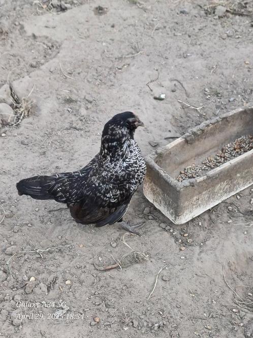 Antwerpse baardkrielen 2025, Dieren en Toebehoren, Pluimvee, Kip