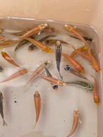 Baby koi 3-7 cm, Dieren en Toebehoren, Vissen | Vijvervissen, Karper of Koi