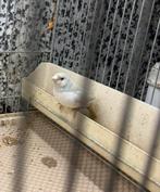 Gouldamadine zilveren man