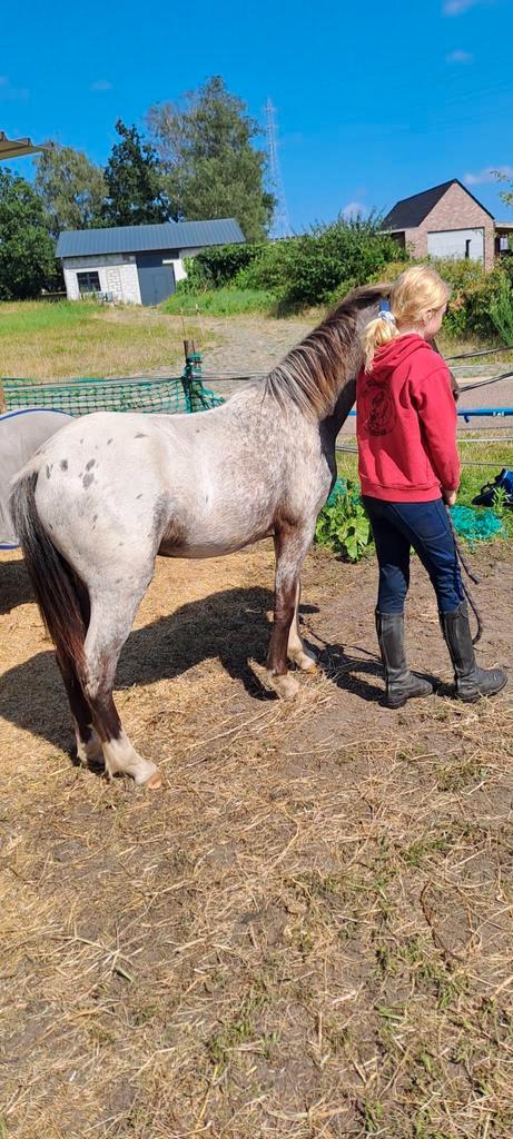 Super mooi en lief appalooza hengstje, Dieren en Toebehoren, Pony's, Ontwormd