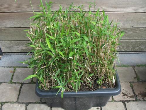 Bamboe Pleioblastus Pygmaeus var. distichus ,wintergroen, Tuin en Terras, Planten | Tuinplanten, Ophalen of Verzenden