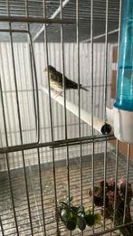 Serin cini, Dieren en Toebehoren, Ophalen of Verzenden