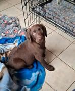 Leuke zwarte en bruine labrador pups ouders aanw op boerderi, Dieren en Toebehoren, België, CDV (hondenziekte), 8 tot 15 weken