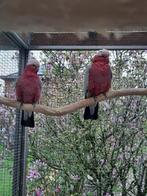 Koppel Rosé Kaketoes, Dieren en Toebehoren, Meerdere dieren, Papegaai, Geringd