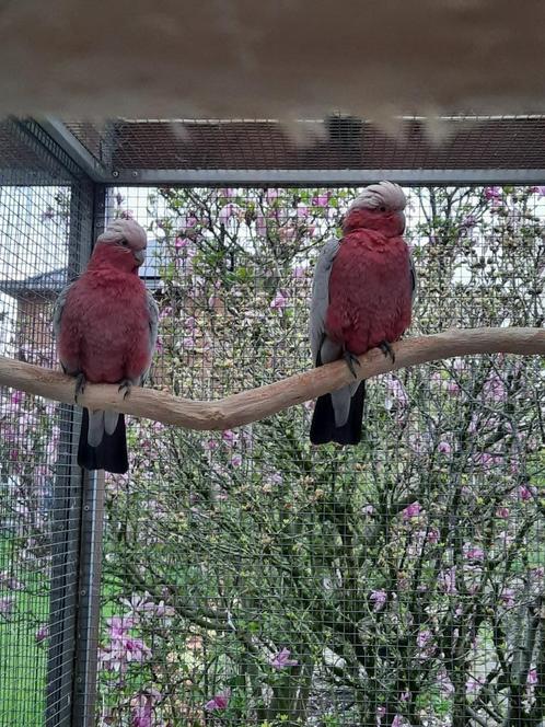 Koppel Rosé Kaketoes, Dieren en Toebehoren, Vogels | Parkieten en Papegaaien, Papegaai, Meerdere dieren, Geringd