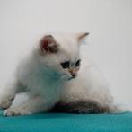 Prachtig Colorpoint kitten - Britse Korthaar, Dieren en Toebehoren, Kater, Gechipt, 0 tot 2 jaar