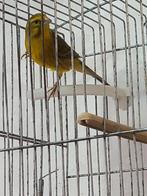 Mozambique x canari, Animaux & Accessoires, Oiseaux | Canaris