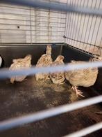 Jumbo kwartels, Dieren en Toebehoren