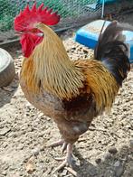 Marans haan 2024, Mannelijk, Kip