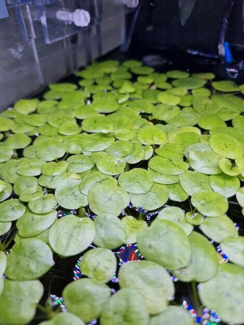 Limnobium laevifolium, Dieren en Toebehoren, Vissen | Aquaria en Toebehoren, Nieuw, Plant(en), Steen of Hout, Ophalen