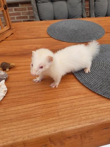 Furets albinos, Mai, Femelle
