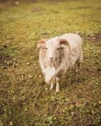 Oussant ram, Dieren en Toebehoren, Schapen, Geiten en Varkens, Mannelijk, Schaap, 0 tot 2 jaar