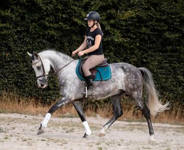 Zeer chique hartendief met unieke looks en een gouden hart! beschikbaar voor biedingen