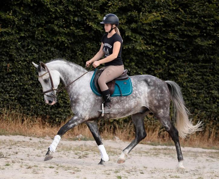 Zeer chique hartendief met unieke looks en een gouden hart!, Dieren en Toebehoren, Pony's, Ruin, B, E pony (1.48m - 1.57m), Dressuurpony