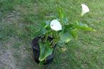 arondskelk, Tuin en Terras, Planten | Tuinplanten, Ophalen