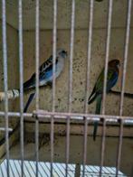 Koppel rosella's kleurmutatie 4 j, Dieren en Toebehoren