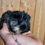 Mooie borstel cavia, Dieren en Toebehoren, Knaagdieren, September, Cavia