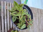 grote coleus/ siernetel, Ophalen