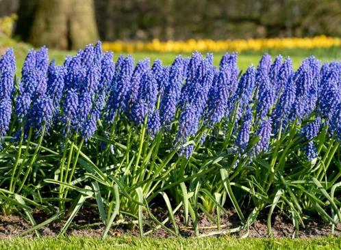 Blauwe druifjes (muscari), Jardin & Terrasse, Bulbes & Semences, Bulbe, Toute l'année, Enlèvement ou Envoi