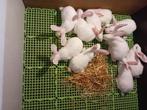SLACHTKONIJNEN & KWEEKKONIJNEN, Dieren en Toebehoren, Vrouwelijk, Middelgroot