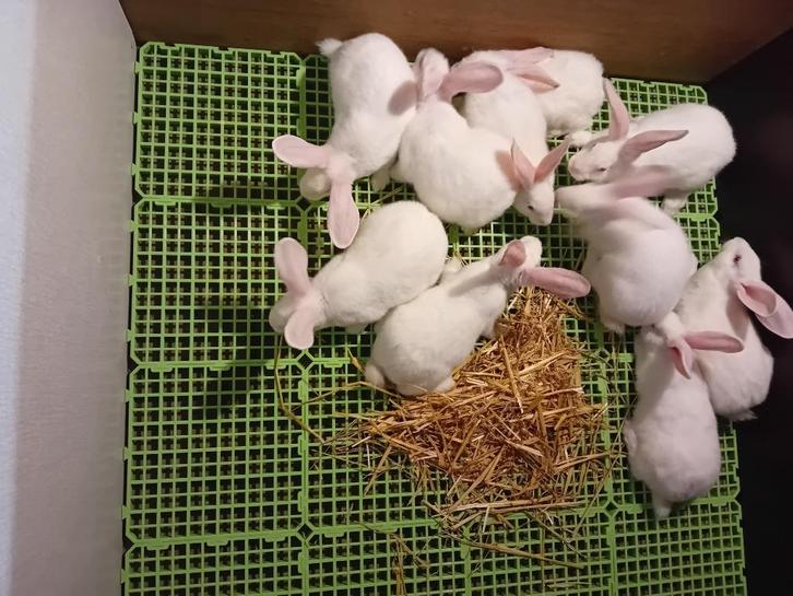 J O N G E  SLACHTKONIJNEN & KWEEKKONIJNEN, Dieren en Toebehoren, Konijnen, Middelgroot, Meerdere dieren
