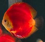 Discus koppel red marlboro, Dieren en Toebehoren