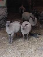 Bleu du maine schapen (vrouwelijk), Dieren en Toebehoren, Schapen, Geiten en Varkens, Vrouwelijk, Schaap, 0 tot 2 jaar