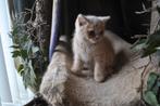 brits korthaar kittens, Meerdere dieren, 0 tot 2 jaar, Gechipt
