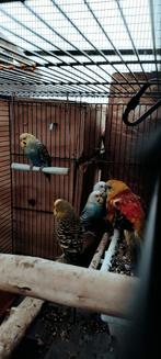 Grasparkieten, Dieren en Toebehoren