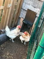 Arancuna hennen, Dieren en Toebehoren, Pluimvee