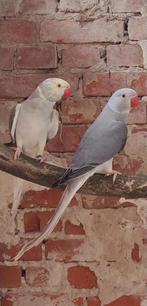 Grijze bleekstaart halsbandparkiet, Dieren en Toebehoren, Mannelijk, Geringd