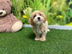 Maltipoo pups, Dieren en Toebehoren, Honden | Niet-rashonden, CDV (hondenziekte), Meerdere, Klein, 8 tot 15 weken