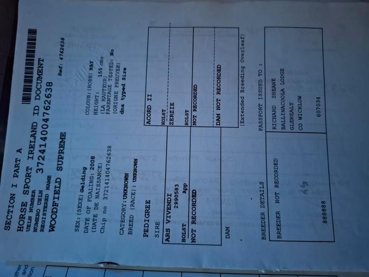 Sring of recreatie paard te koop, Dieren en Toebehoren, Paarden, Ruin, Zadelmak, 160 tot 165 cm, 11 jaar of ouder, Springpaard