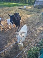 Te koop of te ruil dekbok, Dieren en Toebehoren, Mannelijk, Geit