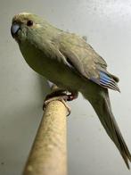 Kakariki Pop 2024, Dieren en Toebehoren